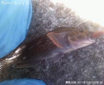 アイナメ-2011-12-18 9:0