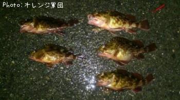 カサゴ-2011-12-26 23:14