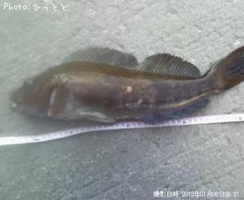 アイナメ-2012-1-8 8:21