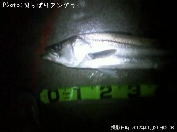 シーバス-2012-1-21 1:11
