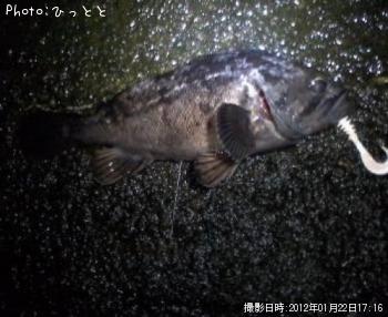 クロソイ-2012-1-22 17:16