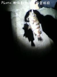 メバル-2012-1-22 18:18