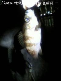 メバル-2012-1-23 18:10