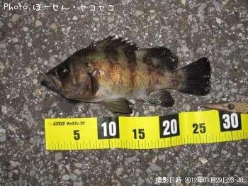 メバル-2012-1-29 23:48