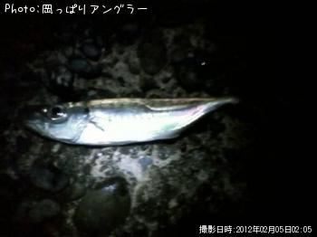 アジ-2012-2-5 2:5