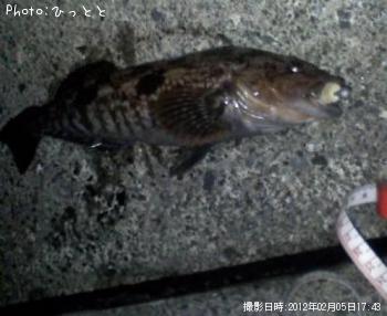 アイナメ-2012-2-5 17:43