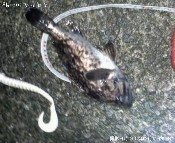 クロソイ-2012-2-7 20:48
