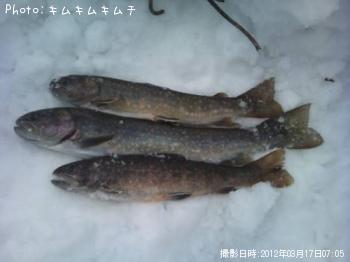 イワナ-2012-3-17 7:5