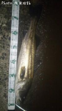 シーバス-2012-4-3 4:1