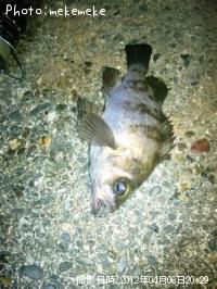 メバル-2012-4-6 20:29