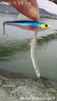 白魚？-2012-4-14 7:27