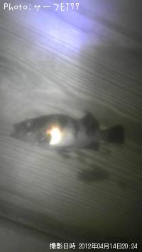 メバル-2012-4-14 20:24