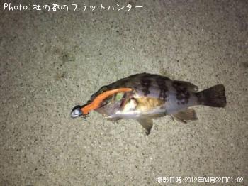 メバル-2012-4-22 1:2