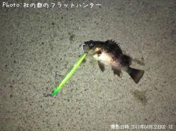 メバル-2012-4-22 2:12