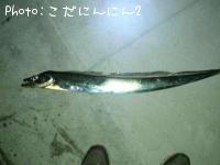 大阪府-太刀魚