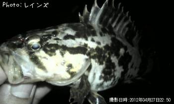 タケノコメバル-2012-4-27 22:50