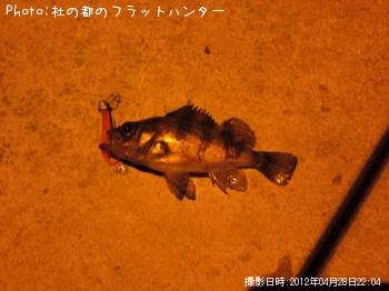メバル-2012-4-28 22:4