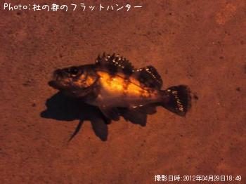 メバル-2012-4-29 18:49