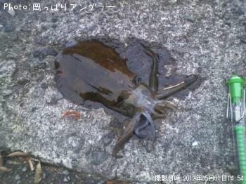 アオリイカ-2012-5-1 14:54