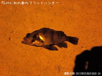 メバル-2012-5-5 20:24