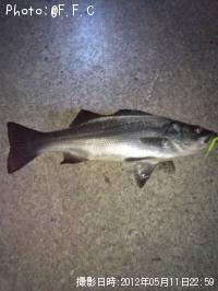 シーバス-2012-5-11&nbsp;22:59