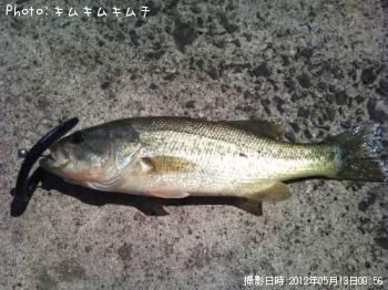 ブラックバス-2012-5-13 9:56