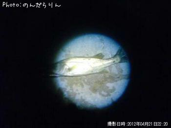 シーバス-2012-4-21 22:20