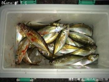 アジ-2012-5-18&nbsp;23:19