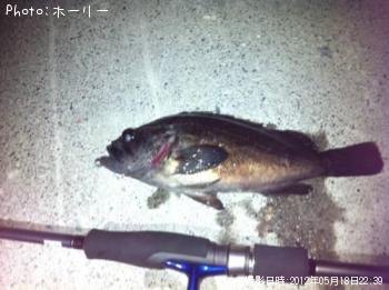 ムラソイ-2012-5-18 22:39