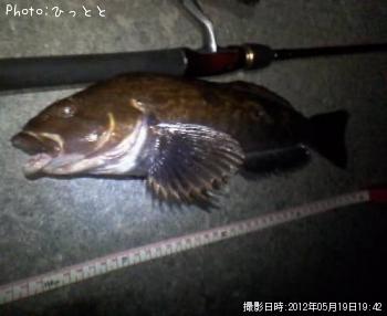 アイナメ-2012-5-19 19:42