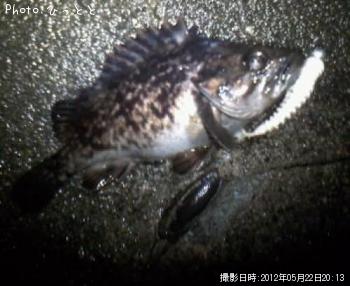 クロソイ-2012-5-22 20:13