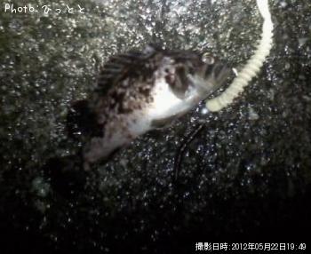 クロソイ-2012-5-22 19:49