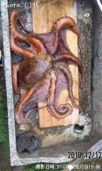 マダコ-2010-12-12 15:8