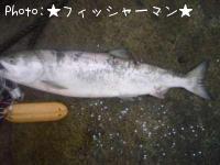 銀鮭-2008-11-19 9:27