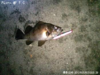 メバル-2012-5-23&nbsp;20:29