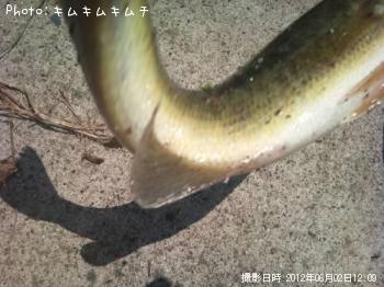 ブラックバス-2012-6-2 12:9