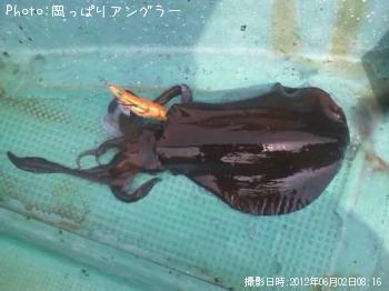 アオリイカ-2012-6-2 8:16