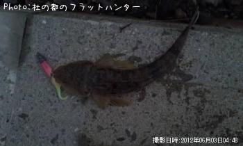 マゴチ-2012-6-3 4:48