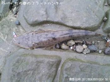 マゴチ-2012-6-3 4:56