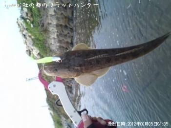 マゴチ-2012-6-5 4:35