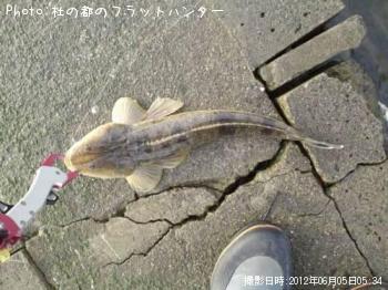 マゴチ-2012-6-5 4:58