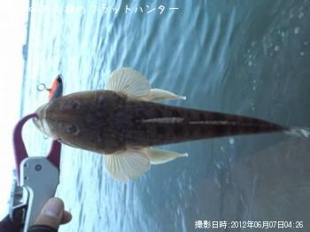 マゴチ-2012-6-7 4:26