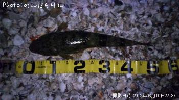 マゴチ-2012-6-10 22:35