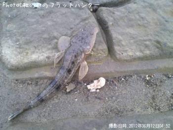 マゴチ-2012-6-12 4:52
