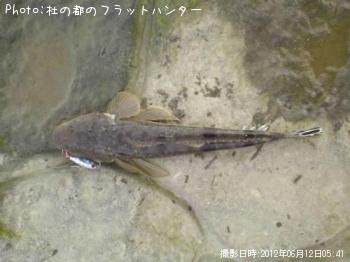 マゴチ-2012-6-12 5:41