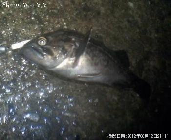 クロソイ-2012-6-12 21:11