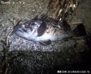 クロソイ-2012-6-12 20:56