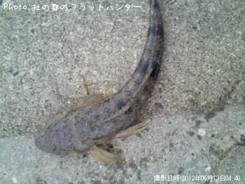 マゴチ-2012-6-13 4:46