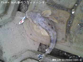 マゴチ-2012-6-13 5:2