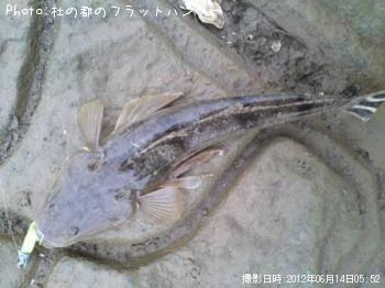 マゴチ-2012-6-14 5:52